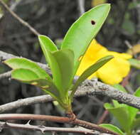 Image of Hibbertia scandens (Willd.) Gilg