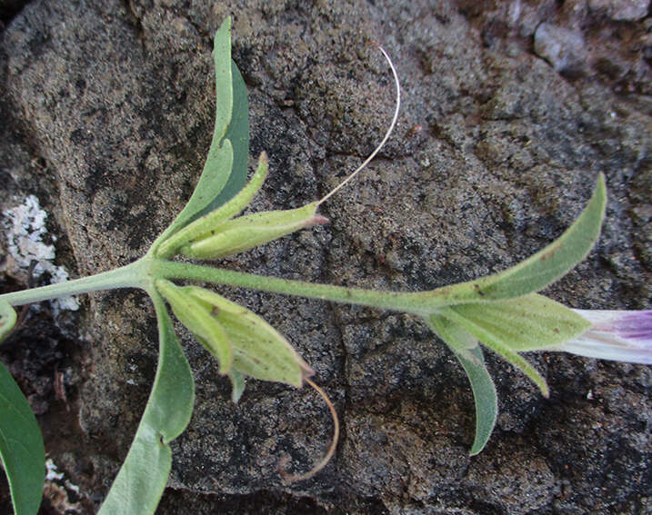 Image of Barleria lancifolia T. Anders.