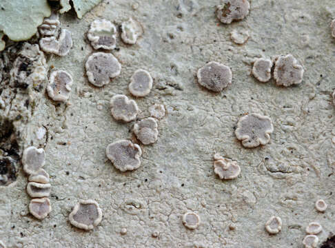 Image of Lecanora subpallens