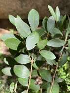 Image of Dune myrtle