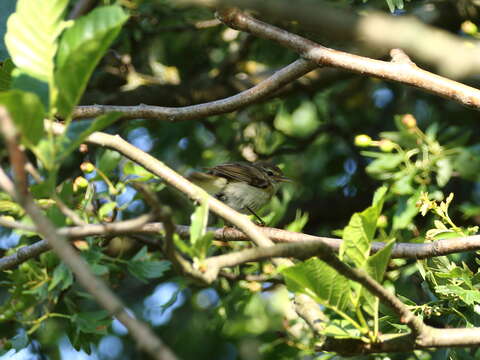 Image of Common Chiffchaff