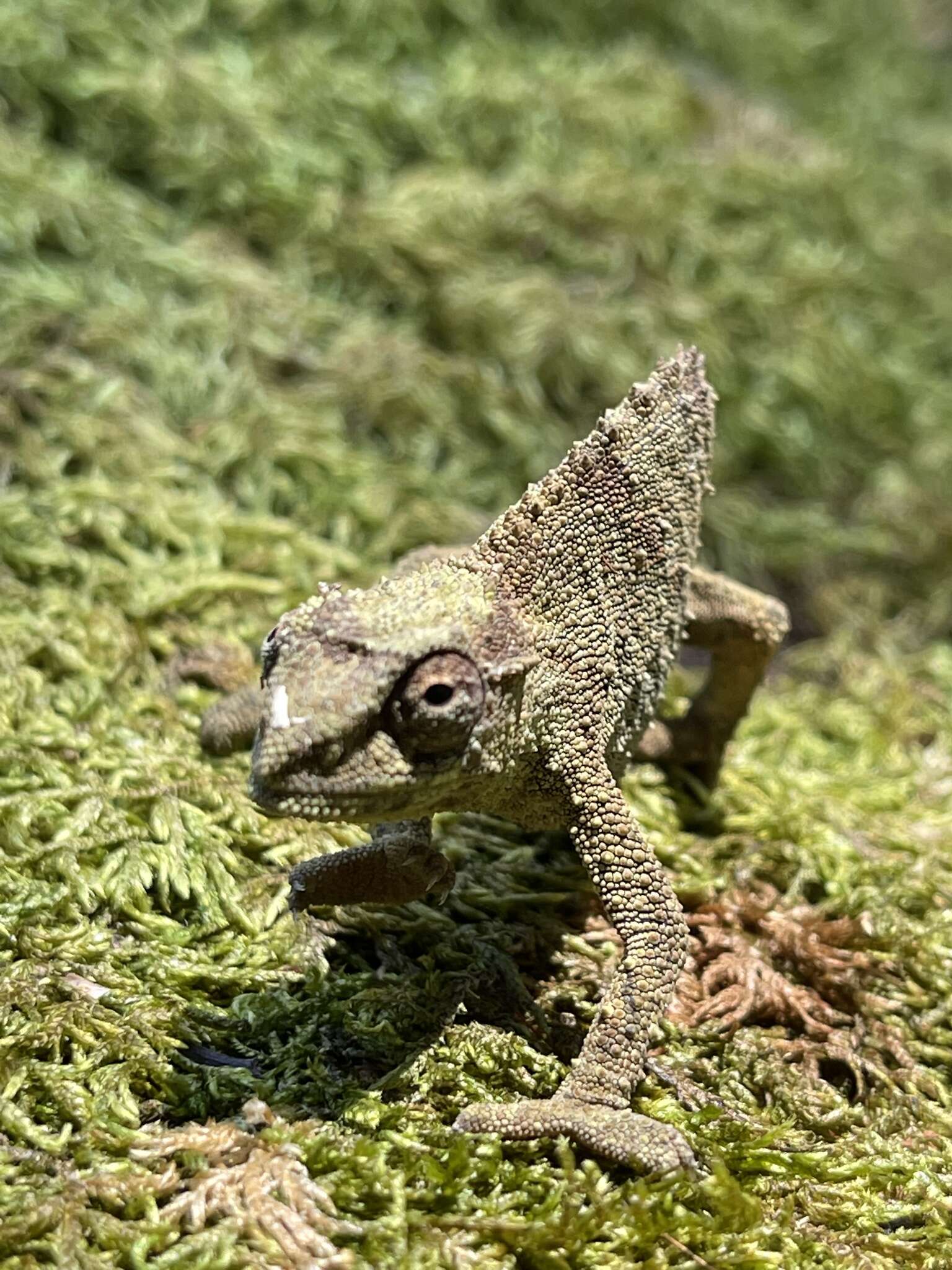 Image of Malawi Stumptail Chameleon