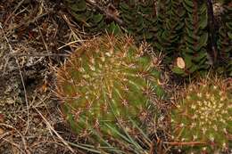 Image of Matucana aurantiaca (Vaupel) Buxb.