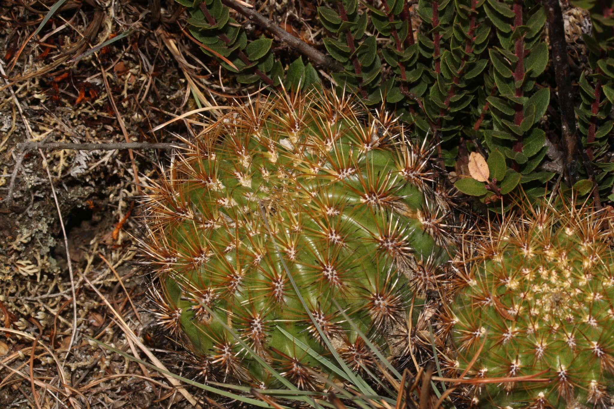 Image of Matucana aurantiaca (Vaupel) Buxb.