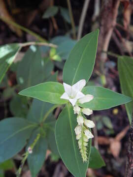 Image of Spigelia dolichostachya Fern. Casas