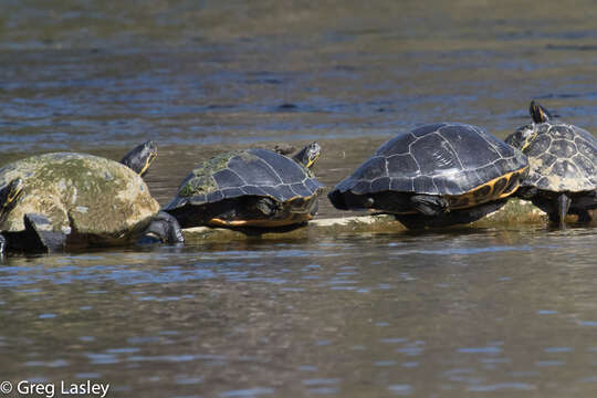 Image of Suwannee cooter