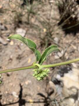 Image of Raphionacme procumbens Schltr.