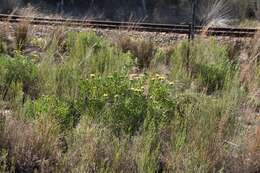 Plancia ëd Leucospermum muirii Phillips