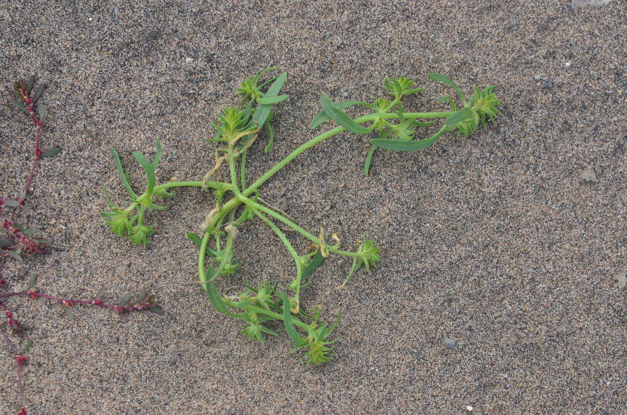 Слика од Corispermum crassifolium Turcz.