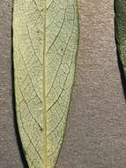 Salix lemmonii Bebb的圖片