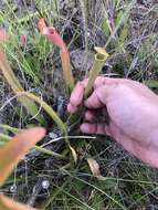 Image of Wherry's pitcherplant