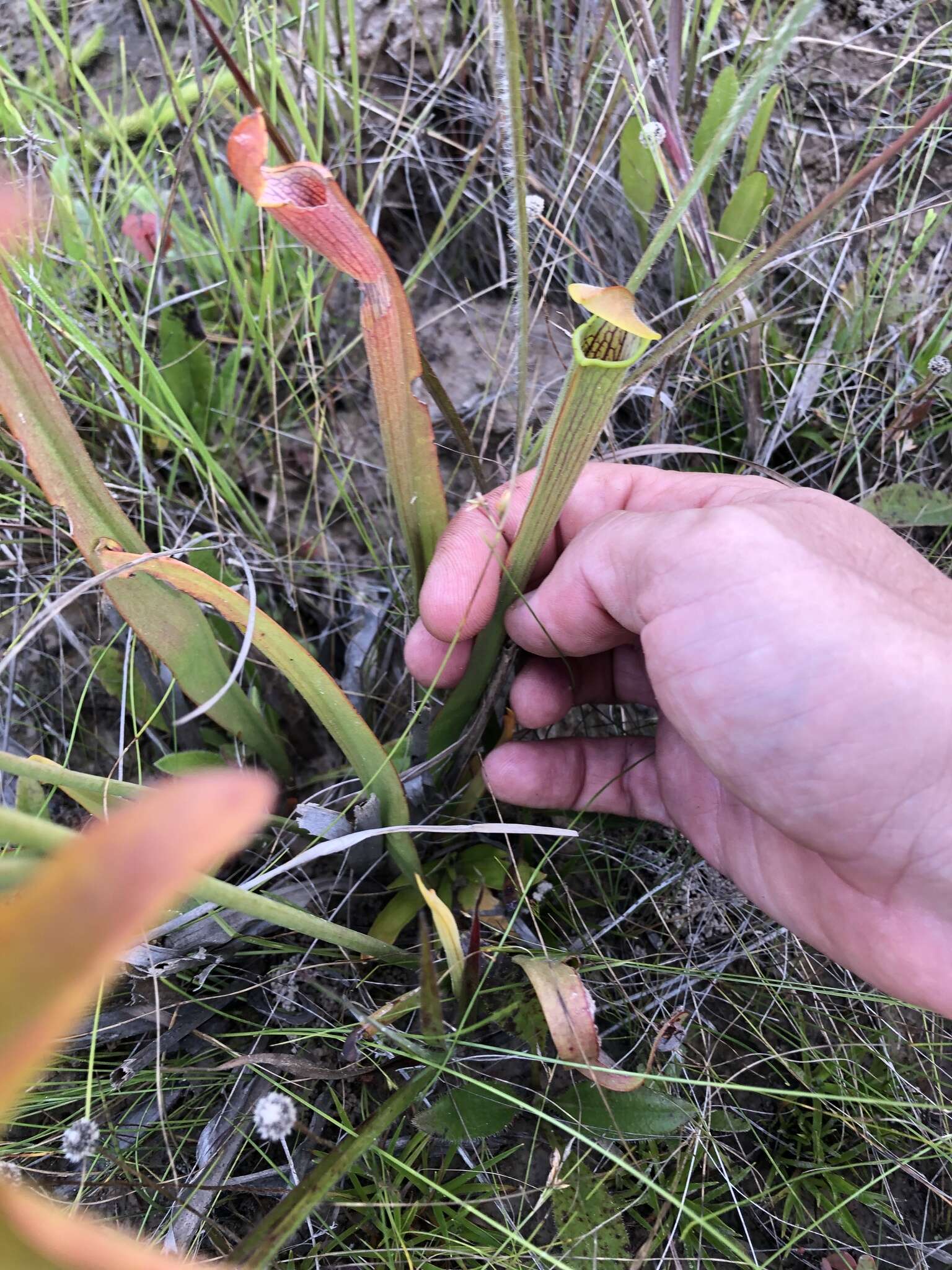 Image of Wherry's pitcherplant