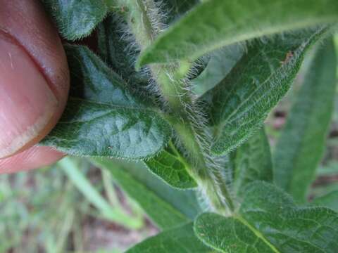 Imagem de Asclepias tuberosa subsp. tuberosa