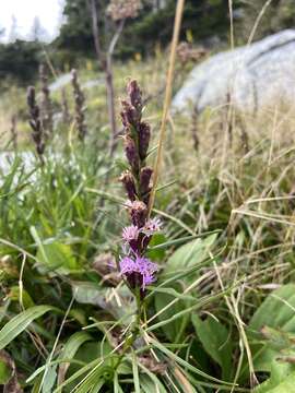 صورة Liatris helleri (Porter) Porter