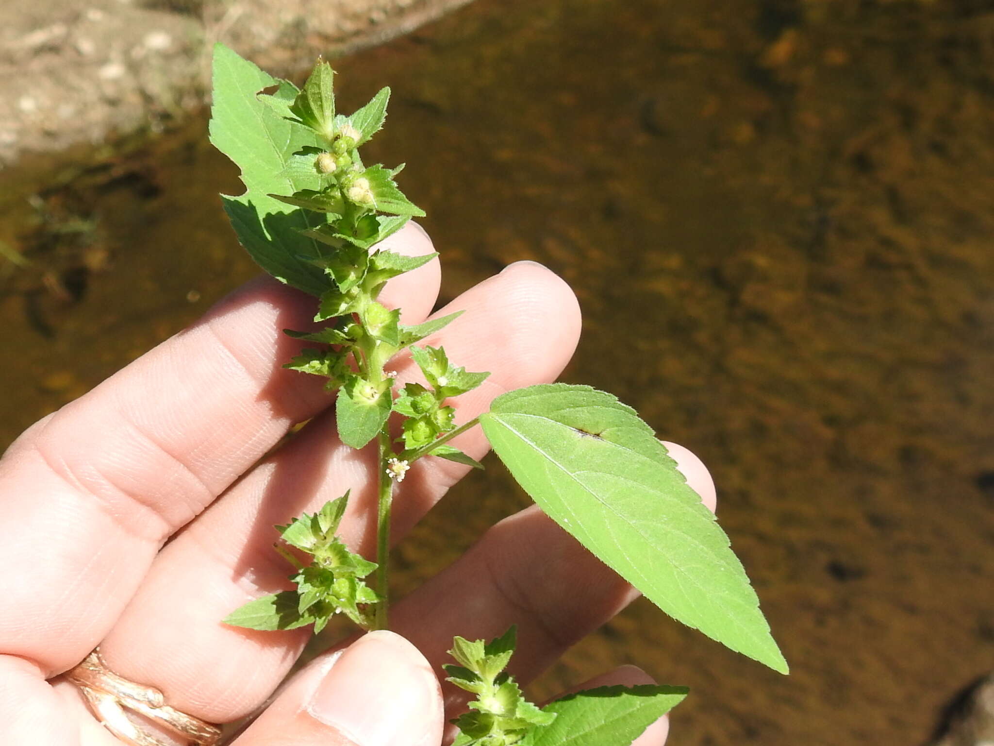 Imagem de Acalypha neomexicana Müll. Arg.