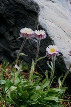 Image of Erigeron eriocalyx (Ledeb.) Vierhapper