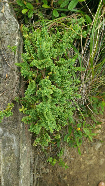 Image of Pimelea acra C. J. Burrows & de Lange