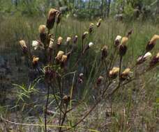 صورة Vernonia blodgettii Small