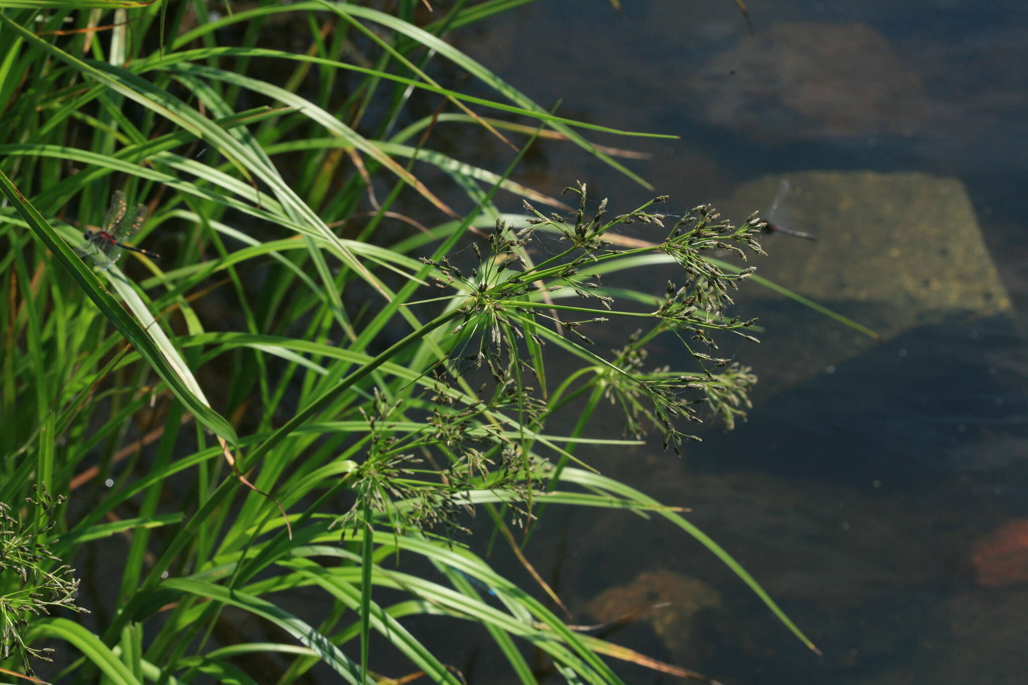 Image of Scirpus radicans Schkuhr