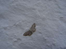 Imagem de Idaea incisaria Staudinger 1892