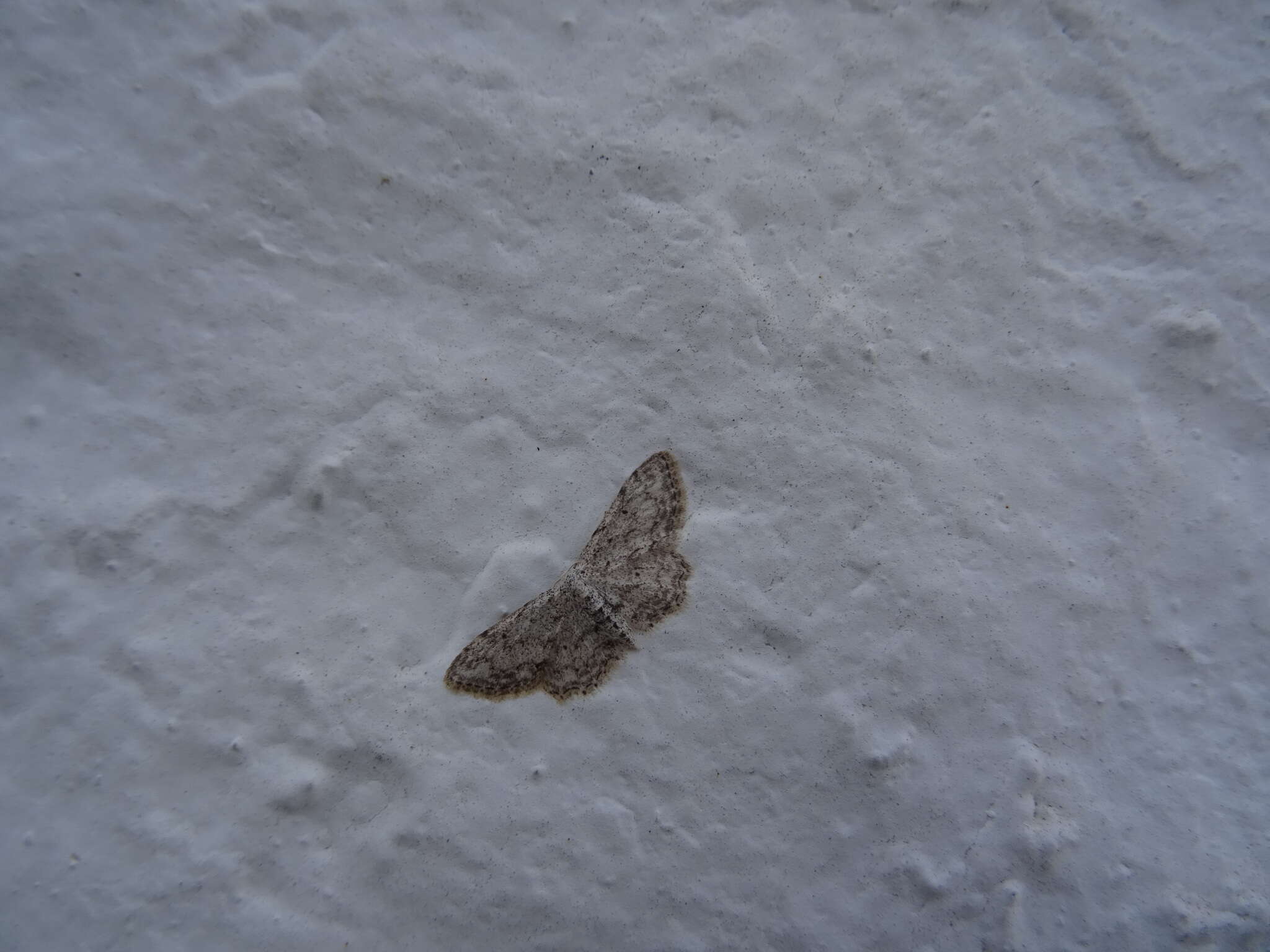 Sivun Idaea incisaria Staudinger 1892 kuva