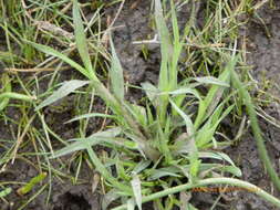 Image of California Orcutt grass