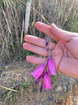 Image of Dierama pulcherrimum (Hook. fil.) Baker