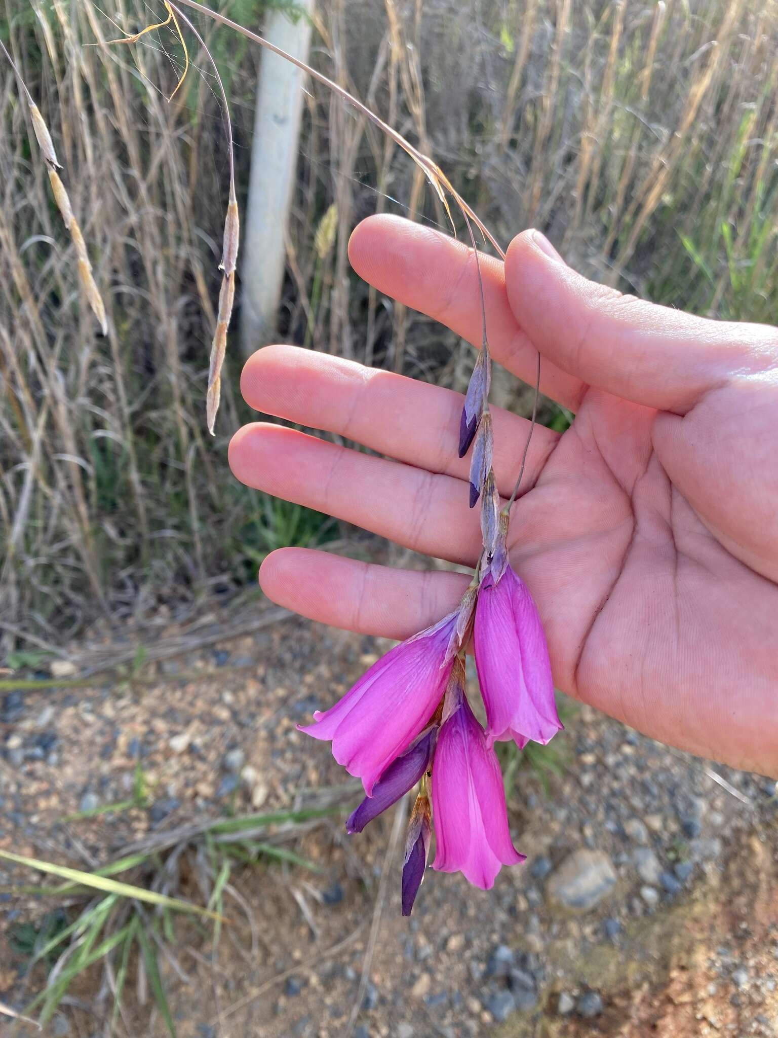 Image of Dierama pulcherrimum (Hook. fil.) Baker