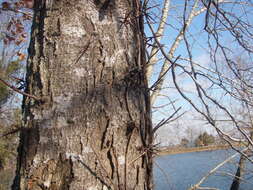 Plancia ëd Gleditsia triacanthos L.