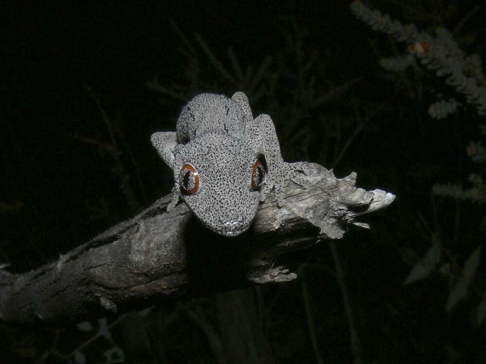 Image of Strophurus spinigerus (Gray 1842)