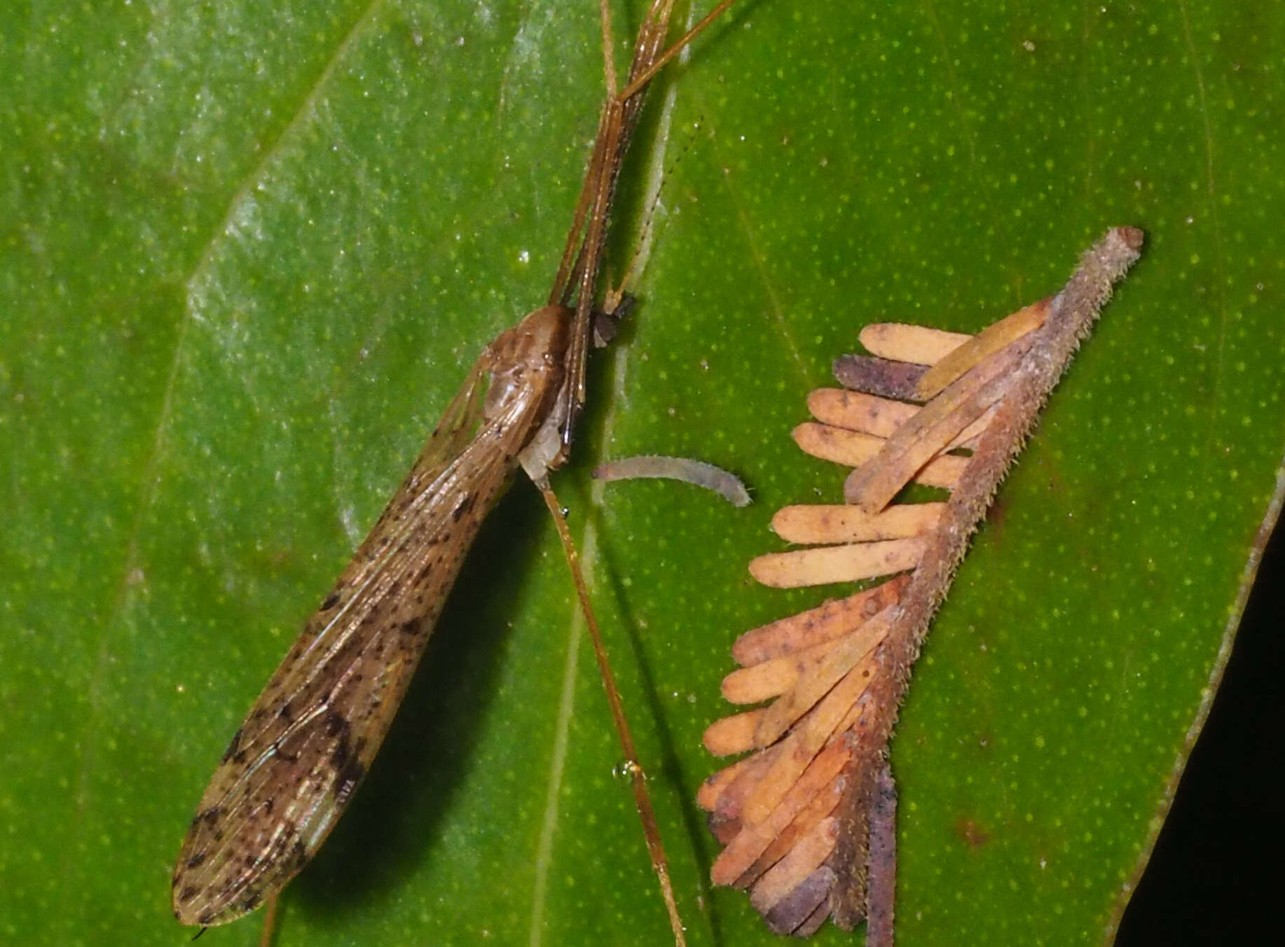 Image of Austrolimnophila (Austrolimnophila) antiqua (Skuse 1890)