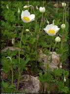 Anemone sylvestris subsp. sylvestris的圖片