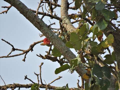 Imagem de Erythrina abyssinica DC.