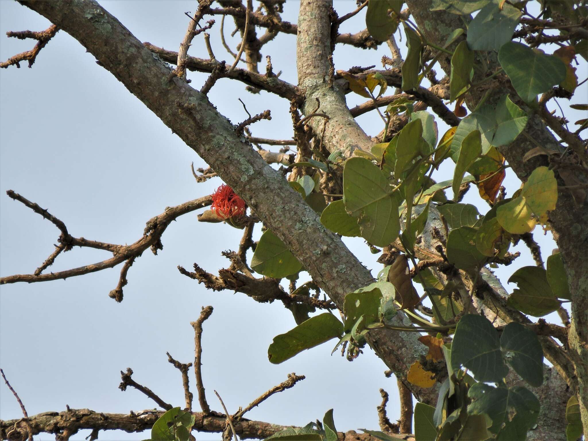 Image of erythrina