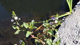 Слика од Veronica anagallis-aquatica subsp. anagallis-aquatica