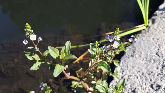 Image of Veronica anagallis-aquatica subsp. anagallis-aquatica