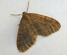 Image of winter moth