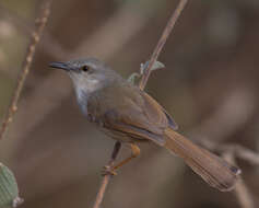 Image of Rufescent Prinia