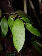 Image of Tapura guianensis Aubl.