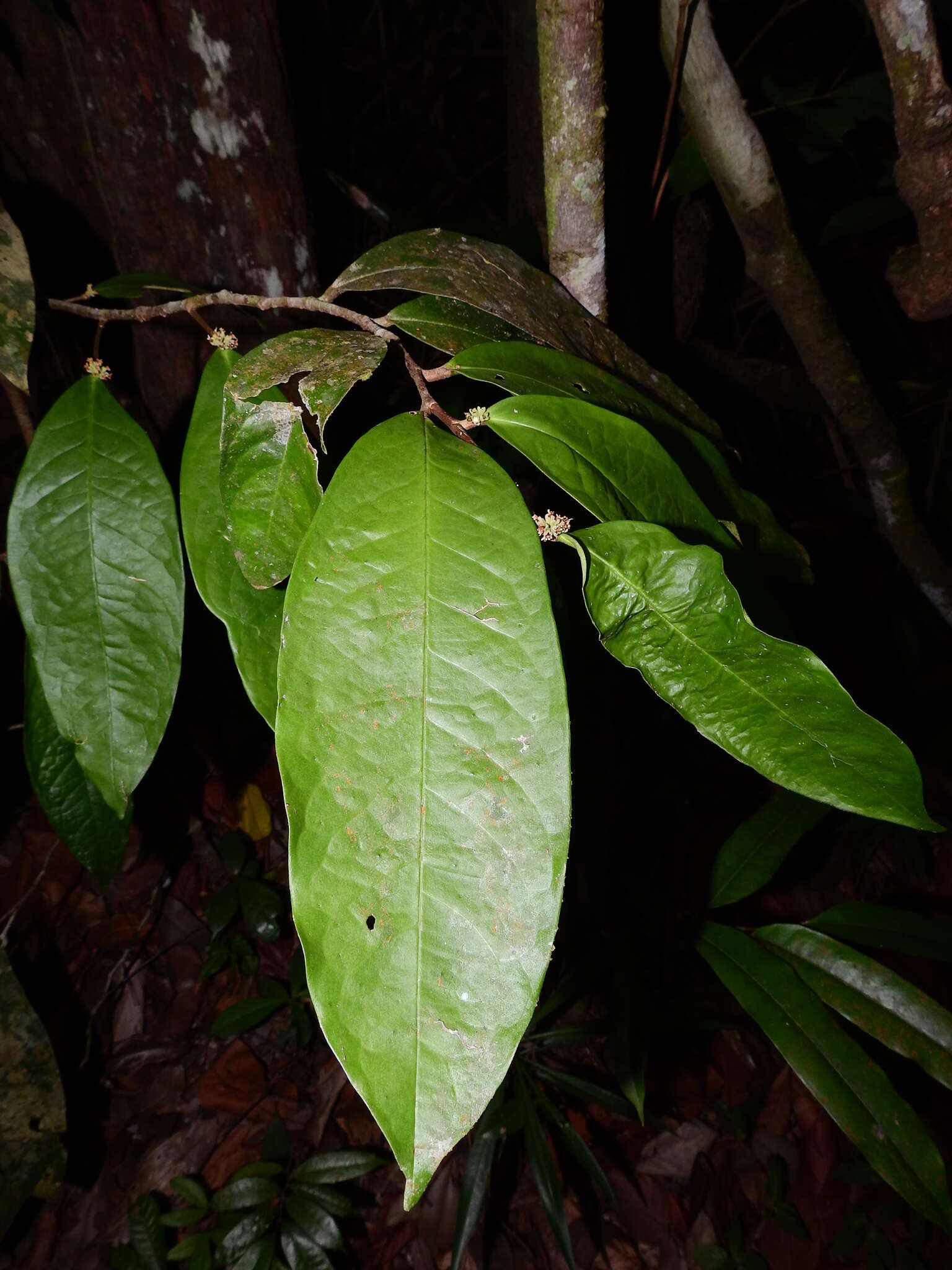 Tapura guianensis Aubl. resmi