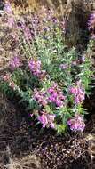 Слика од Penstemon spectabilis Thurb. ex Torr. & Gray