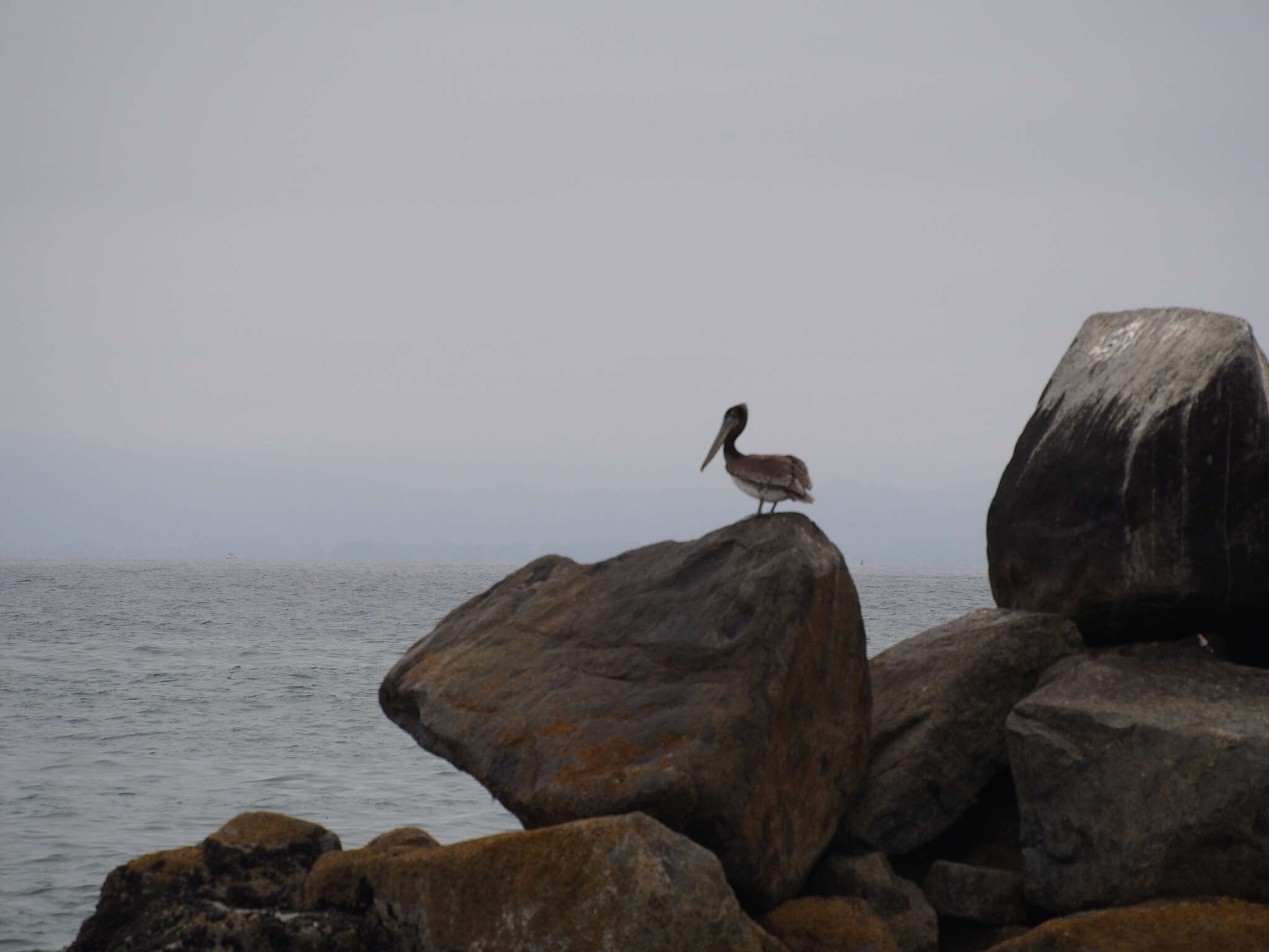 Image of California brown pelican