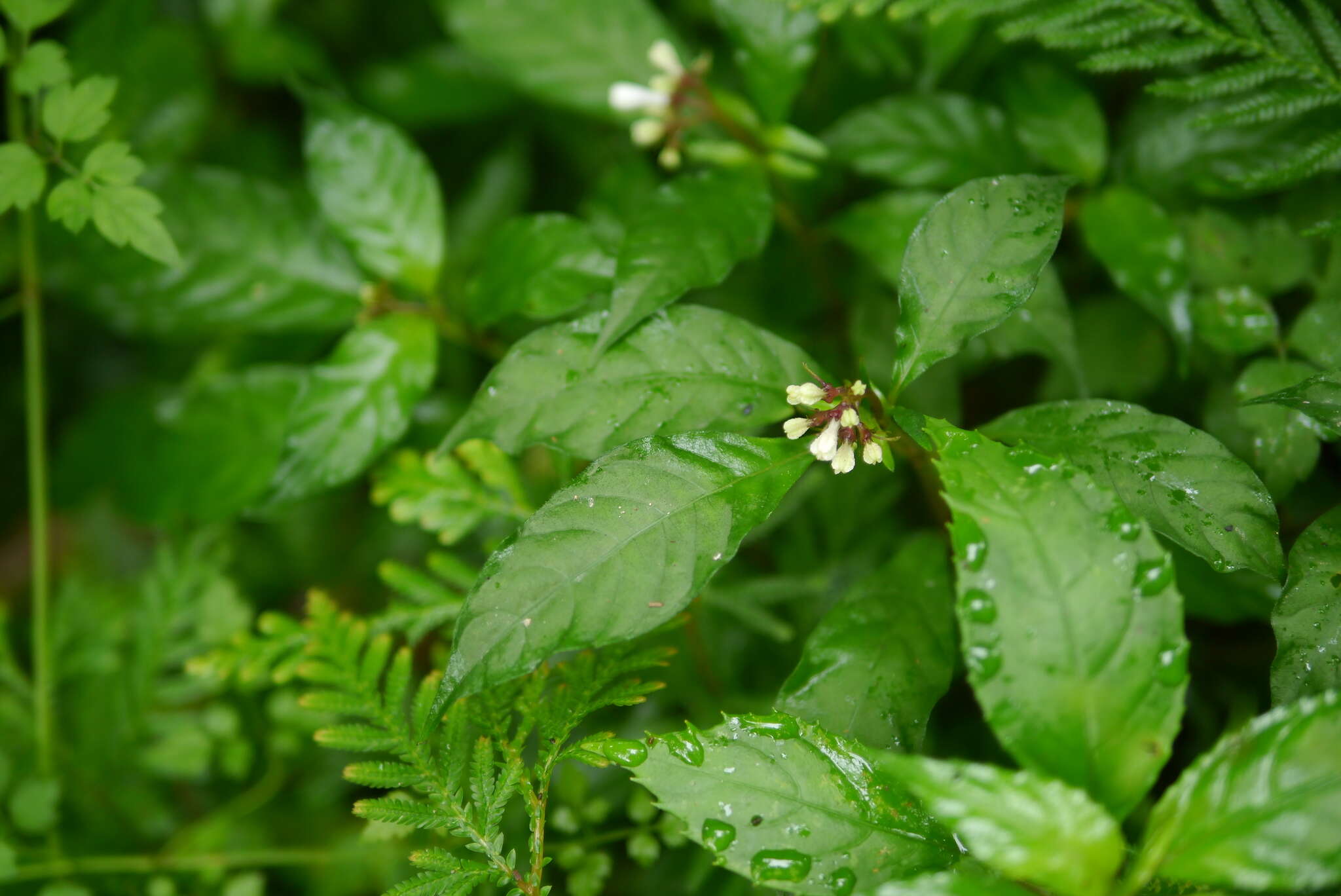 Plancia ëd Ophiorrhiza japonica Blume