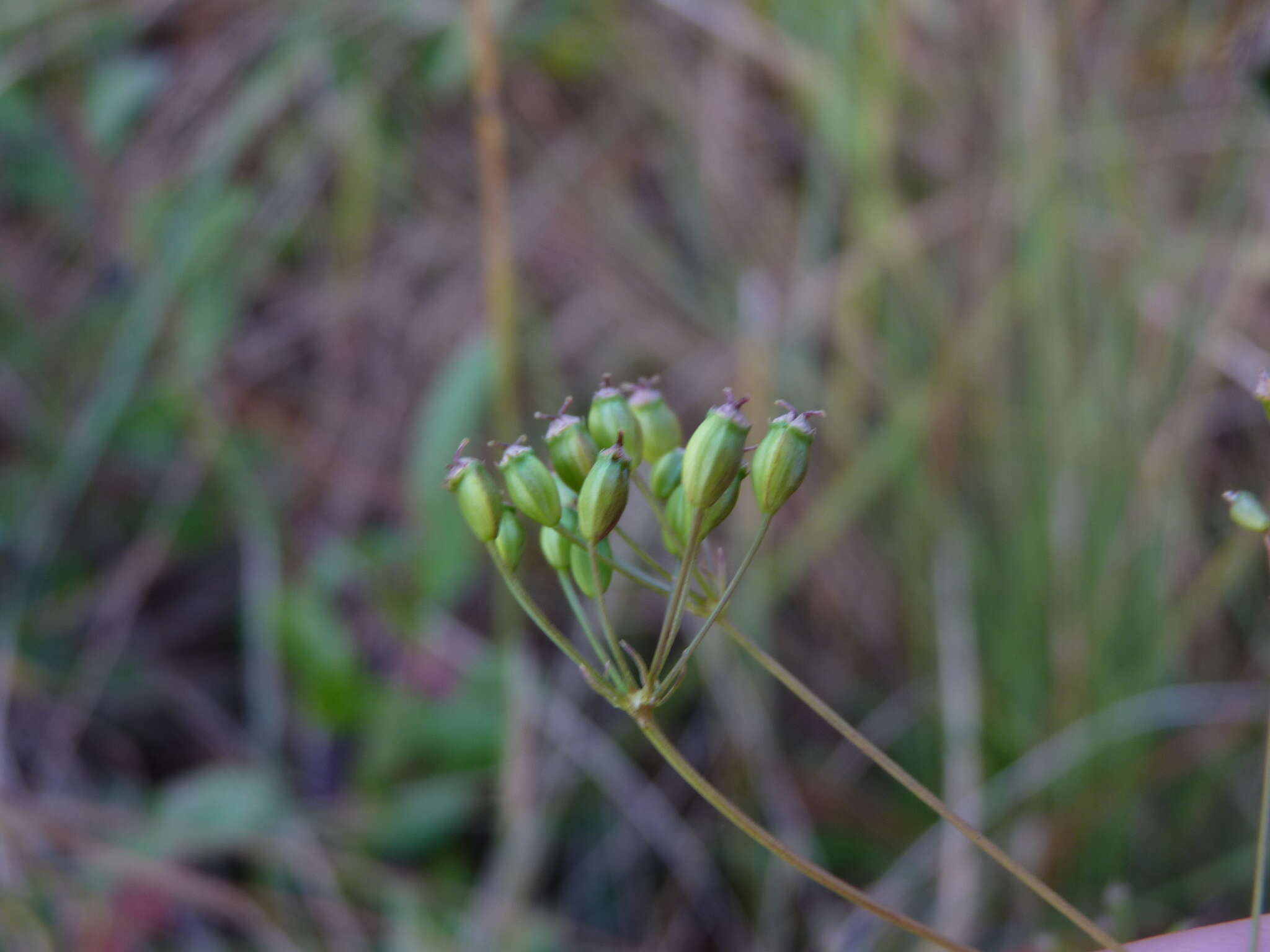 Image of Piedmont Cowbane