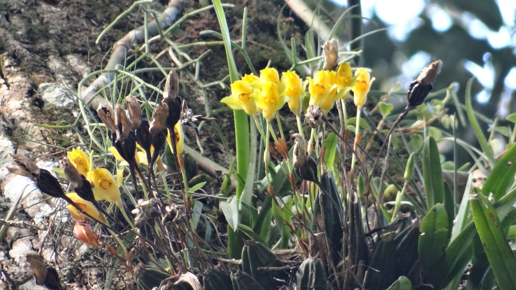 Image of Sweet scented Lycaste