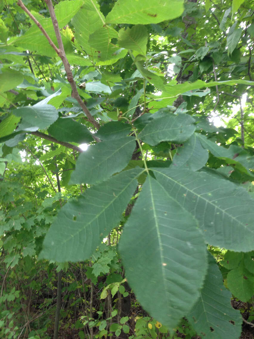 Image of bitternut hickory