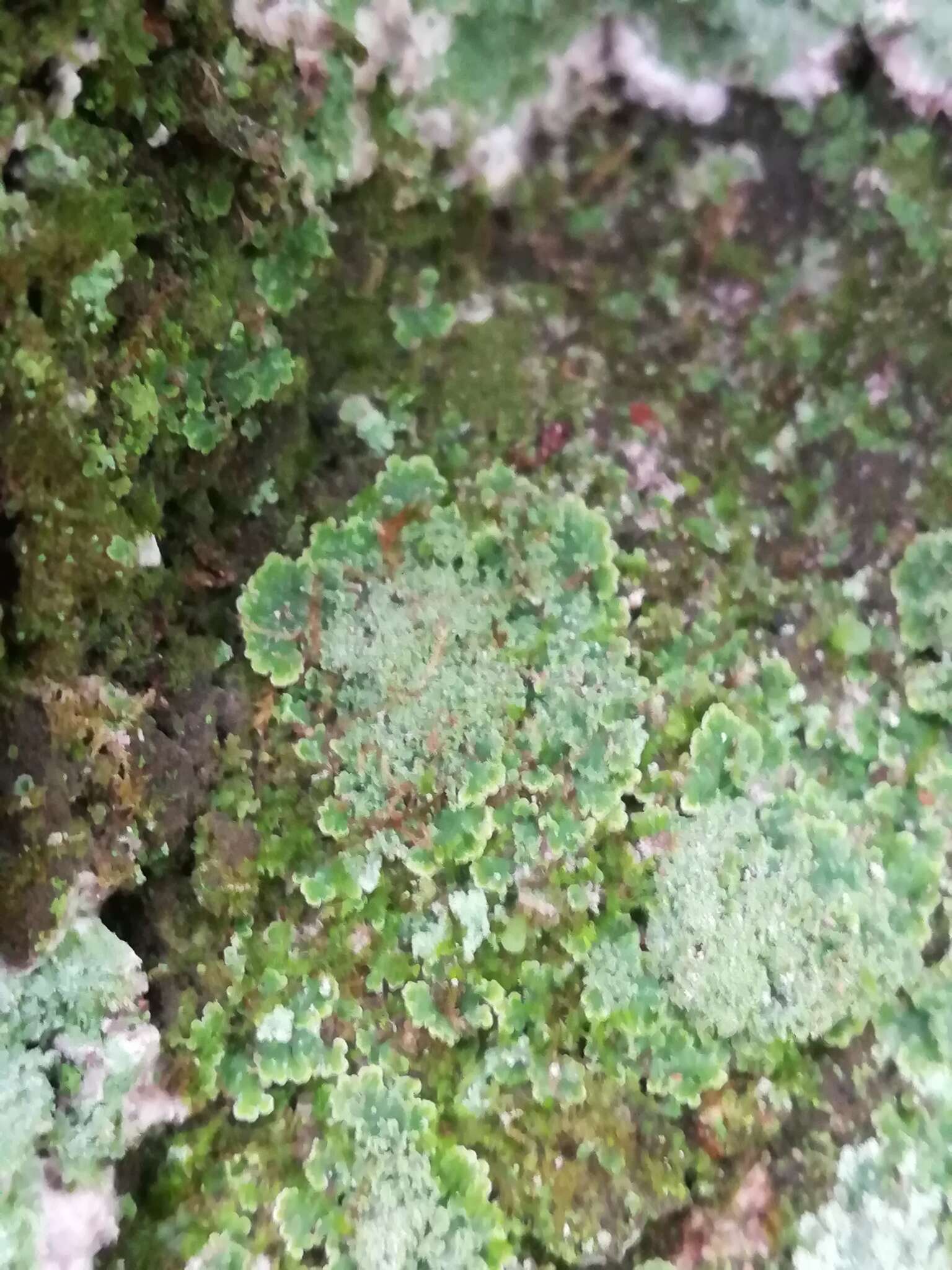 Image of smallleaf phyllopsora lichen