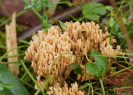 Ramaria filicicola (S. G. M. Fawc.) Corner 1950 resmi