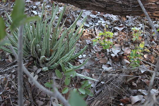 Image of Ceropegia longipedicellata (A. Berger) Bruyns