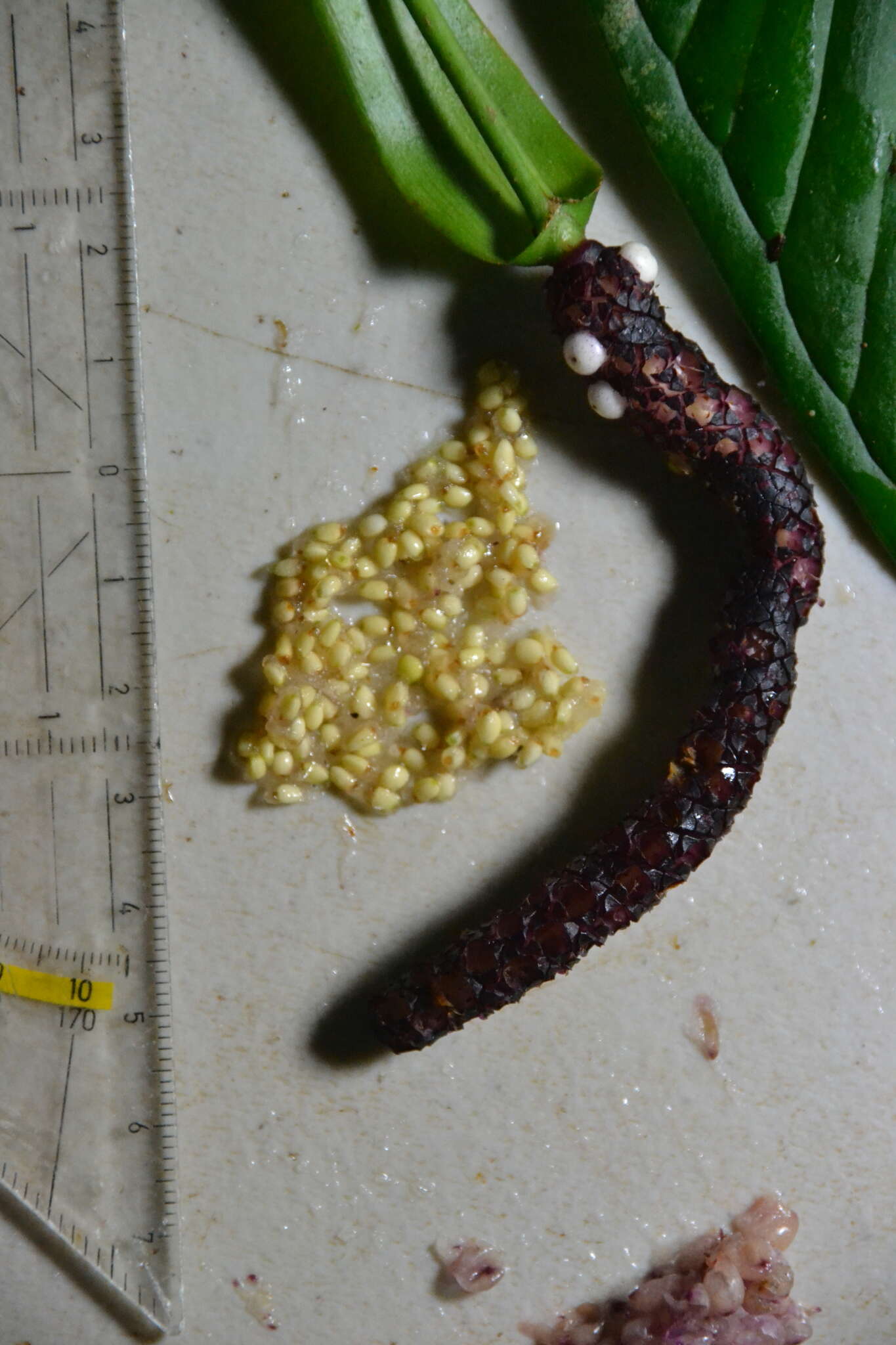 Image of Anthurium lancifolium Schott